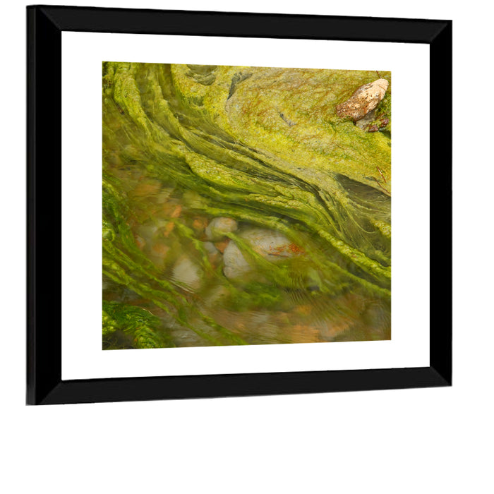 Macro Algae Stream Wall Art as a framed print