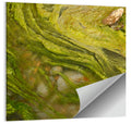 Macro Algae Stream Wall Art