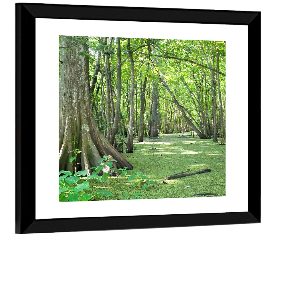 Louisiana Cypress Bayou Wall Art