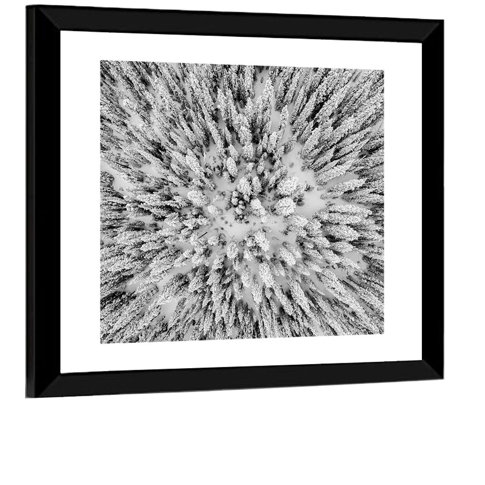 Snowy Aerial Forest Wall Art