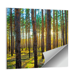 Scots Pine Forest Wall Art