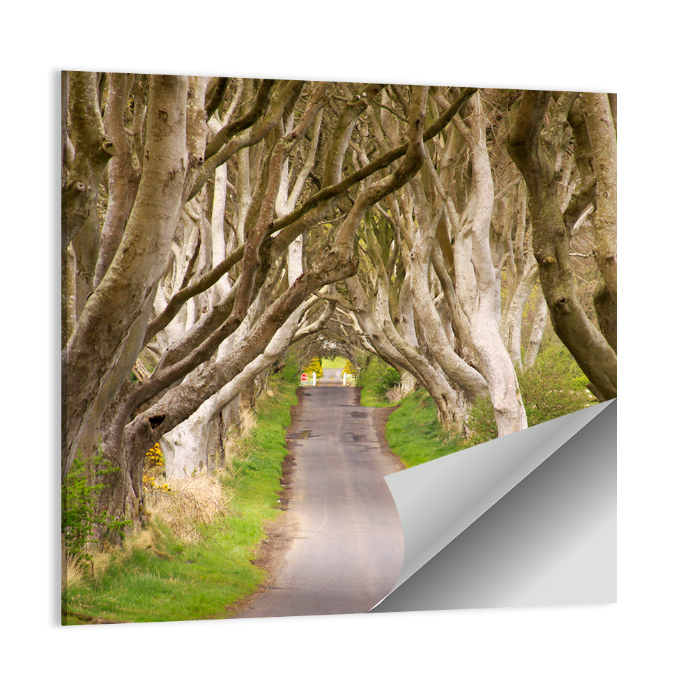 The Dark Hedges Wall Art