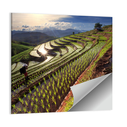 Chiang Mai Rice Fields Wall Art