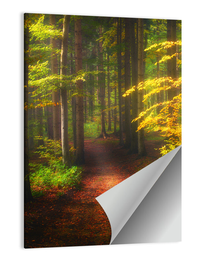 Autumn Forest Pathway Wall Art as a poster print