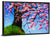 Cherry Tree Illustration Wall Art