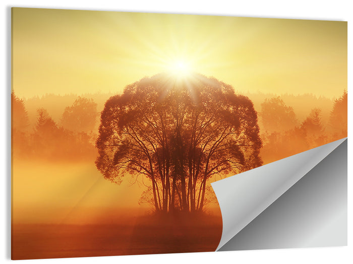 Golden Haze Tree at Sunset Wall Art as a poster print