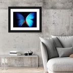 Blue Butterfly Macro Study Wall Art