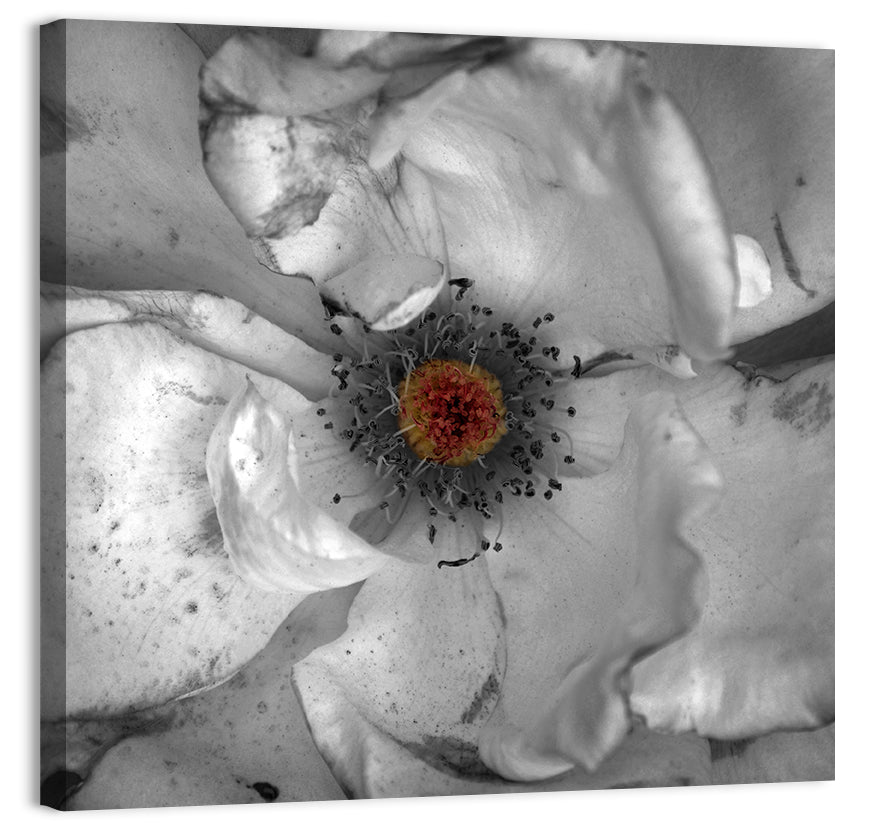 Rose Macro with Color Center Wall Art, canvas print, square