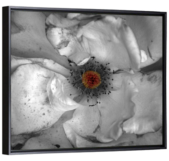 Rose Macro with Color Center Wall Art as a framed canvas