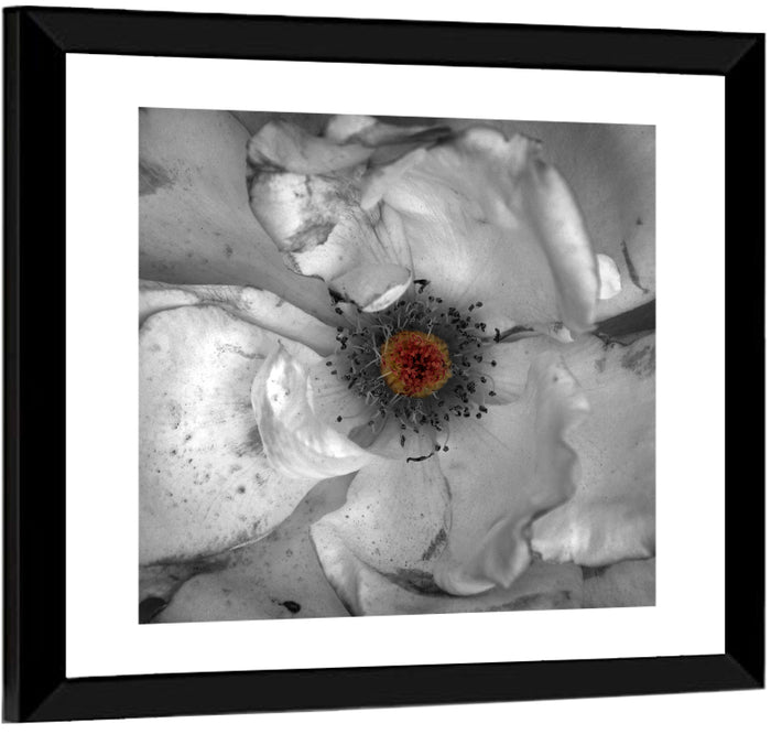 Rose Macro with Color Center Wall Art as a framed print